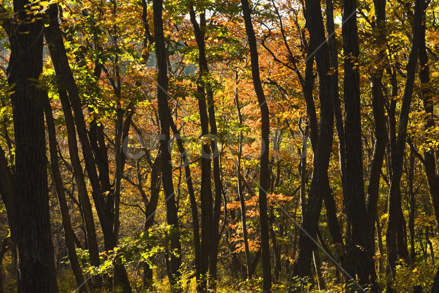 Autumn forest colorful stands in the last days of autumn