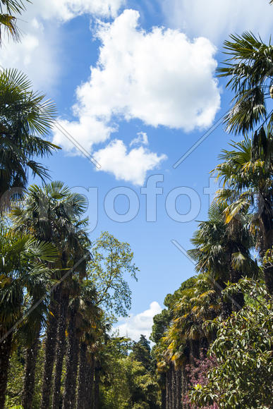 Palm trees and cypresses grow in the South and are pleasing to the eye beauty