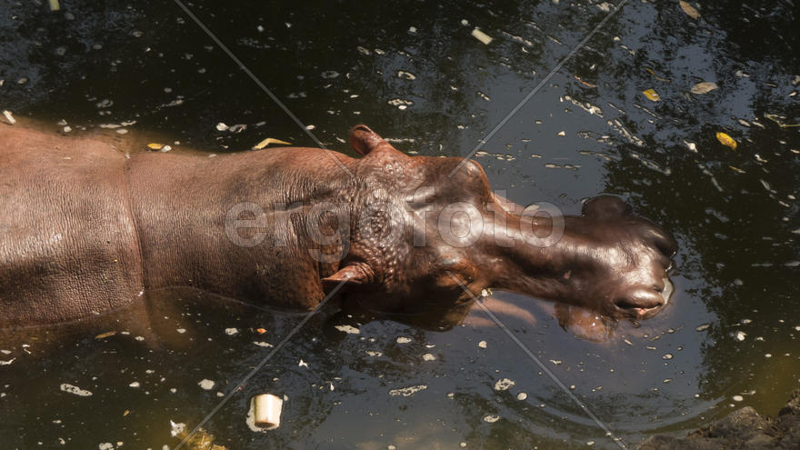 Бегемот в воде 