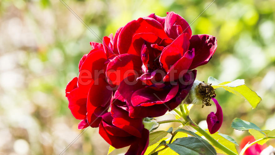 Autumn flowers grow in the joy of the people in the bright light of the sun