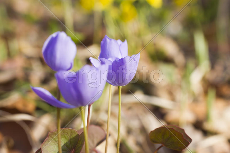 The first spring flowers are pleasing to the eye in the spring wood
