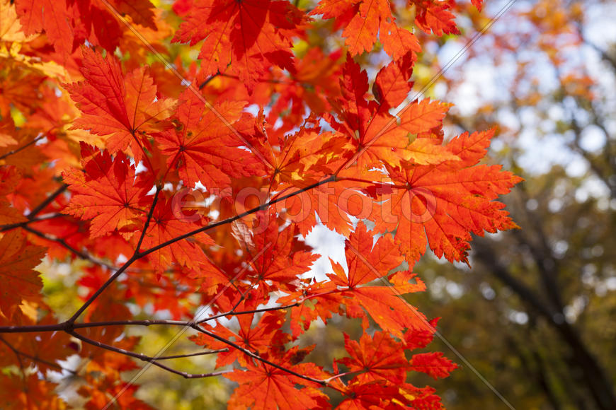 The autumn wood waiting for winter is pleasing to the eye rich paints