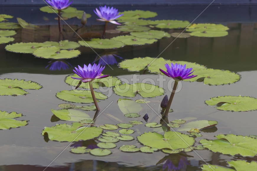 Water-lilies in a pond blossom in the different flowers on pleasure to people