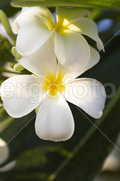 Beautiful tropical flowers blossom on pleasure to all people