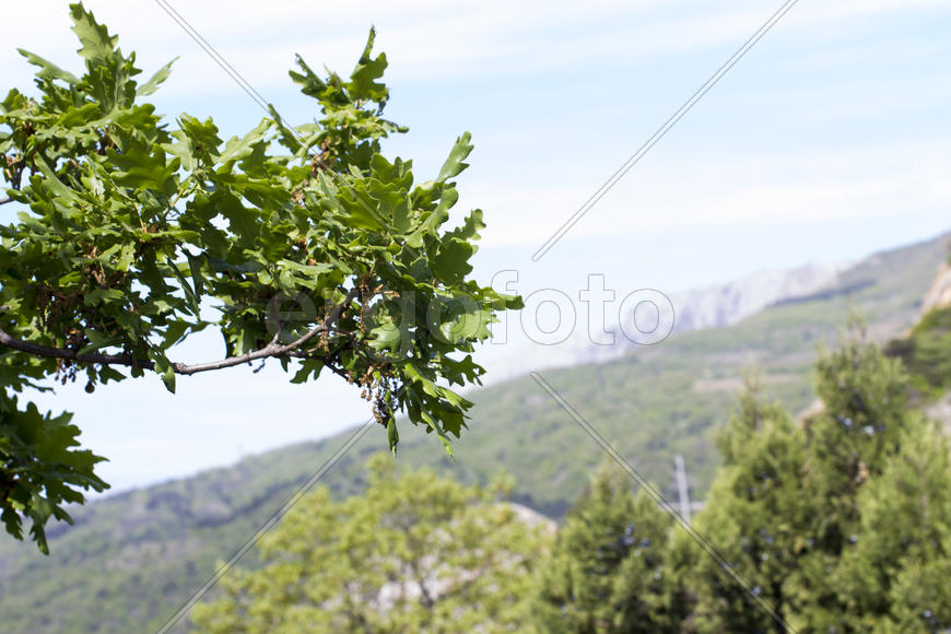 Mountains majestically tower it is necessary to all in the afternoon