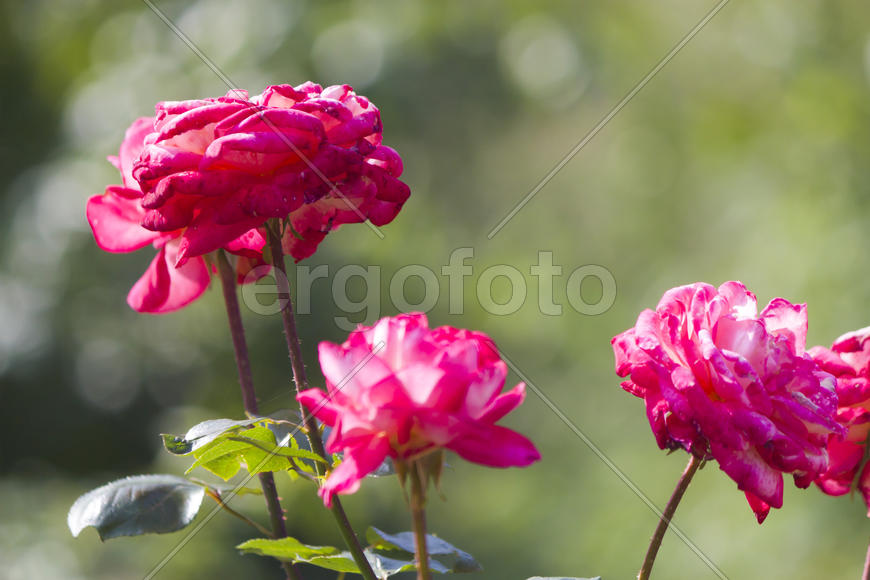 Autumn flowers grow in the joy of the people in the bright light of the sun