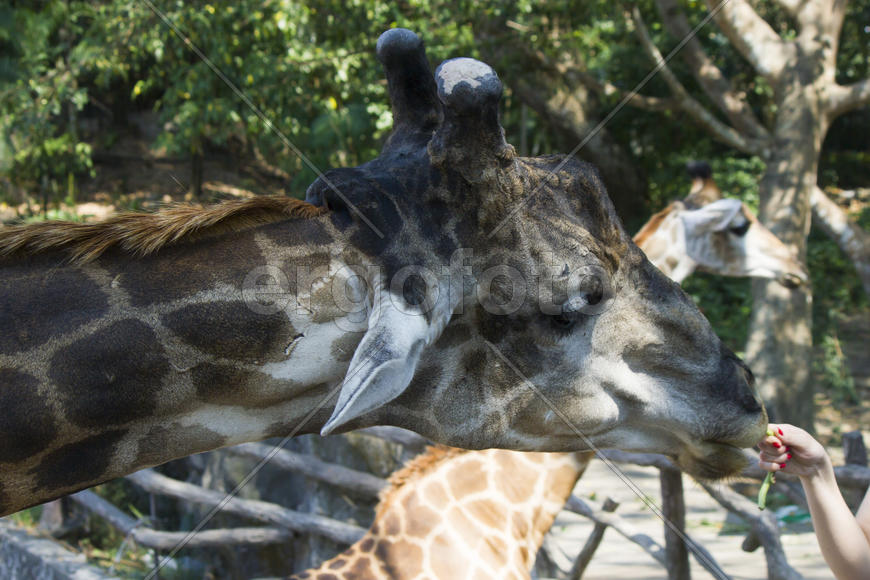 The camel in a zoo looks down on people and wants to spit