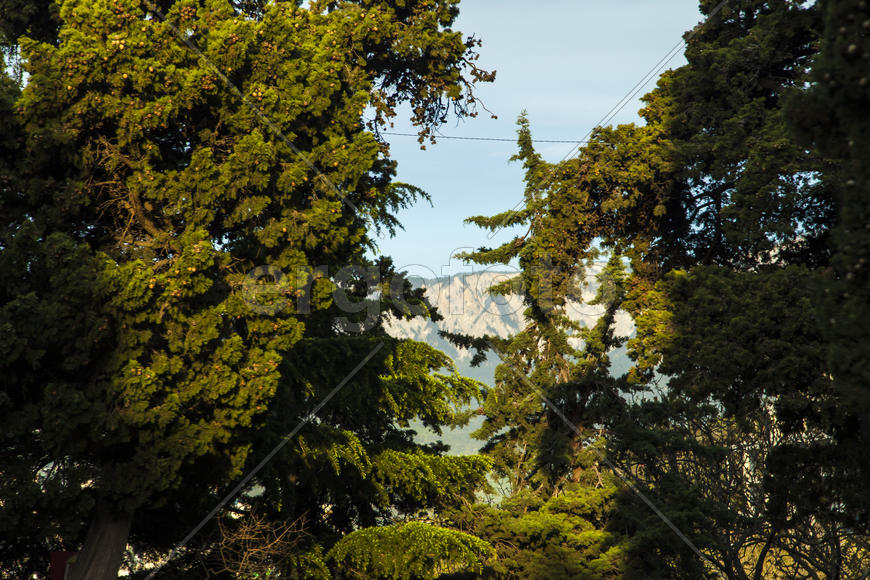 Palm trees grow in park on pleasure to people at the southern sea