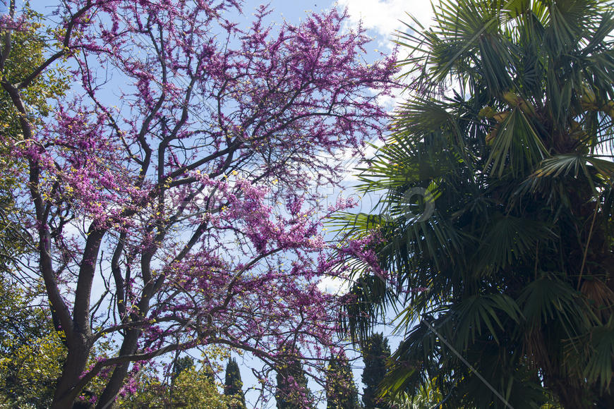 Palm trees and cypresses grow in the South and are pleasing to the eye beauty