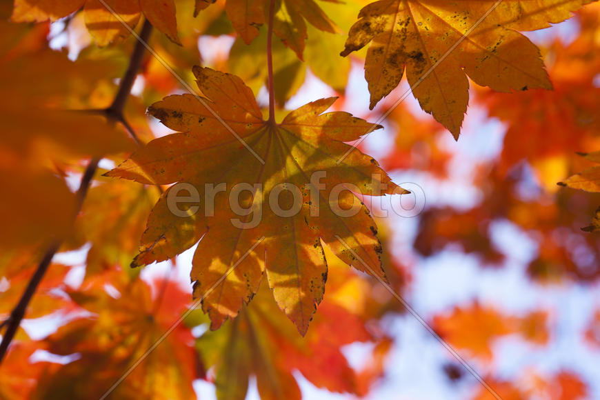 The autumn wood waiting for winter is pleasing to the eye rich paints
