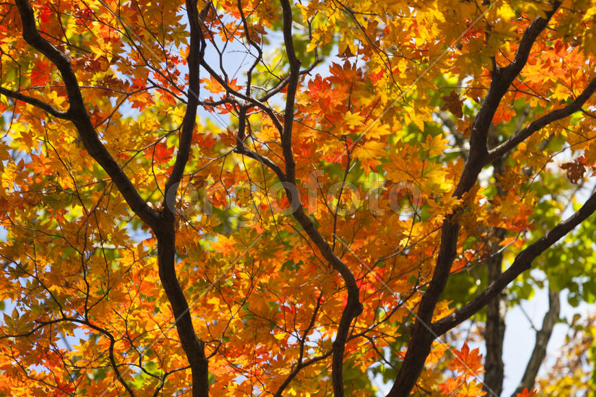 The autumn wood waiting for winter is pleasing to the eye rich paints
