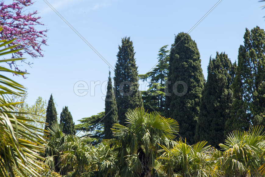 Palm trees and cypresses grow in the South and are pleasing to the eye beauty