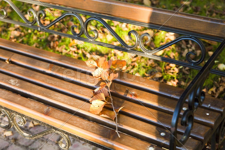 Autumn forest colorful stands in the last days of autumn