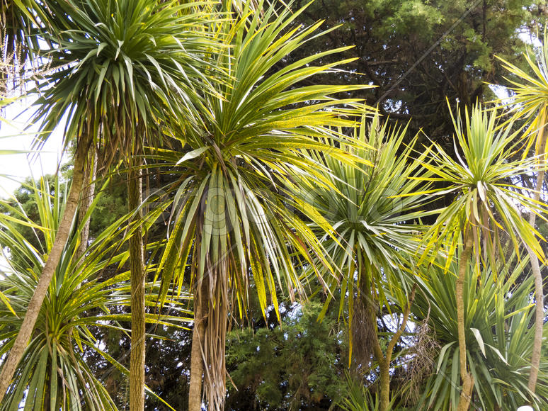 Palm trees grow in park on a bright sun of the South