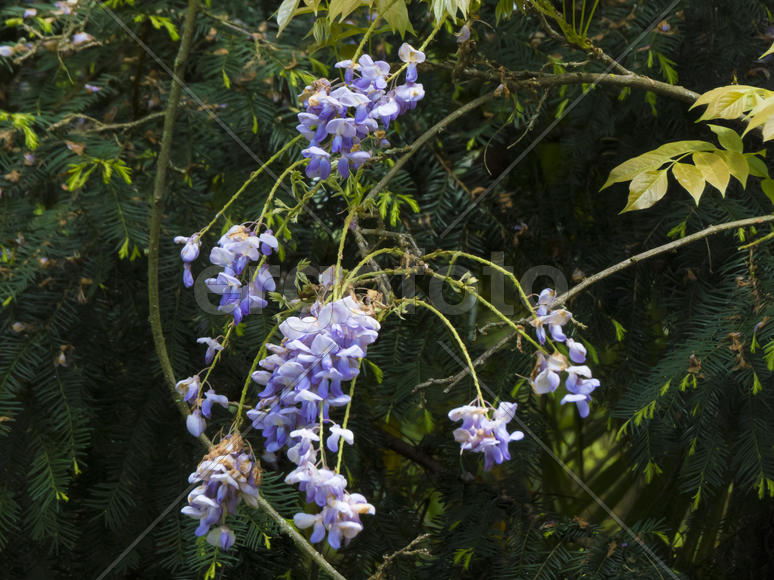 Spring flowers blossom on pleasure to people in the spring