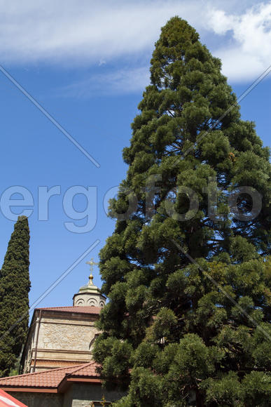 Palm trees and cypresses grow in the South and are pleasing to the eye beauty