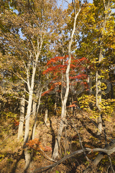 Autumn forest colorful stands in the last days of autumn