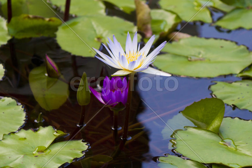 Water-lilies in a pond blossom in the different flowers on pleasure to people