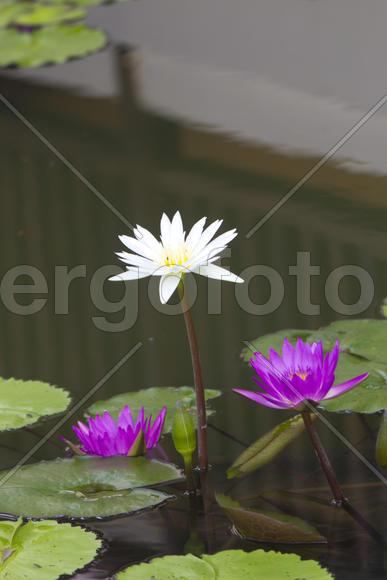 Water-lilies in a pond blossom in the different flowers on pleasure to people
