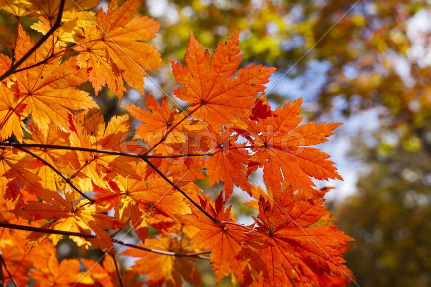 The autumn wood waiting for winter is pleasing to the eye rich paints