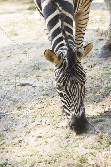Zebras in a zoo peacefully nibble a grass on a clearing