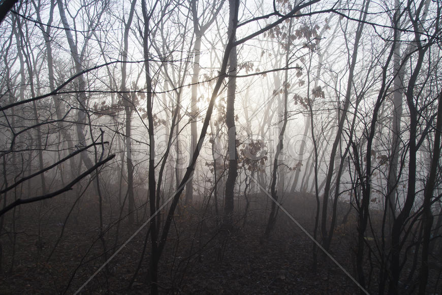 Fog in the wood surrounds naked trees in the early spring