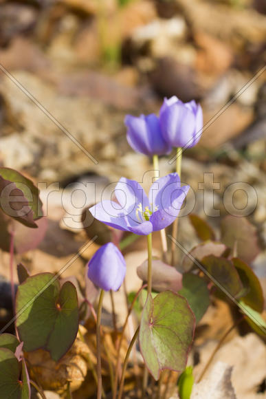 The first spring flowers are pleasing to the eye in the spring wood