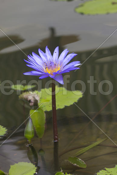 Water-lilies in a pond blossom in the different flowers on pleasure to people