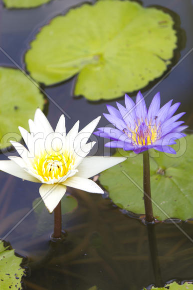 Water-lilies in a pond blossom in the different flowers on pleasure to people