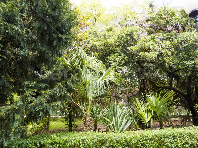 Palm trees grow in park on a bright sun of the South
