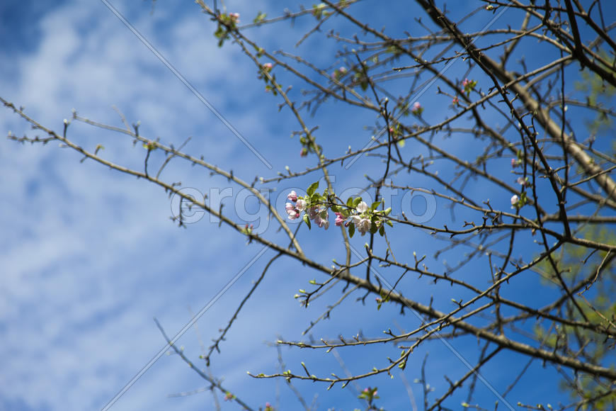 The blossoming apple-tree pleases people in the flowers and future apples