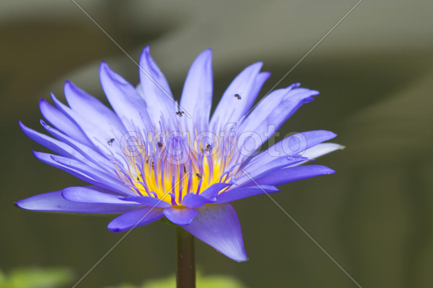 Water-lilies in a pond blossom in the different flowers on pleasure to people