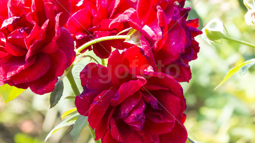 Autumn flowers grow in the joy of the people in the bright light of the sun