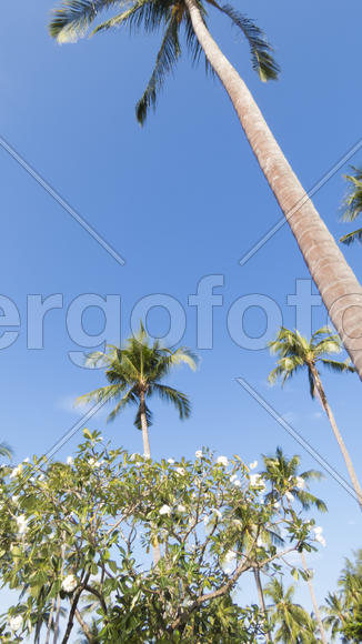 Palm trees at the pool in bright beams of the tropical sun