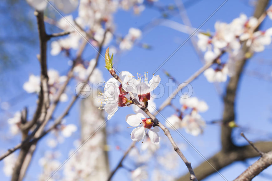 Beautiful spring flowers are pleasing to the eye beauty and tenderness