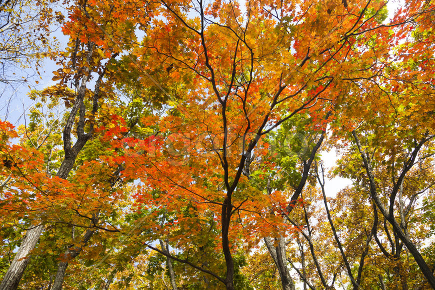 The autumn wood waiting for winter is pleasing to the eye rich paints