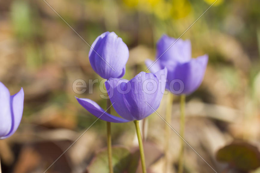 The first spring flowers are pleasing to the eye in the spring wood