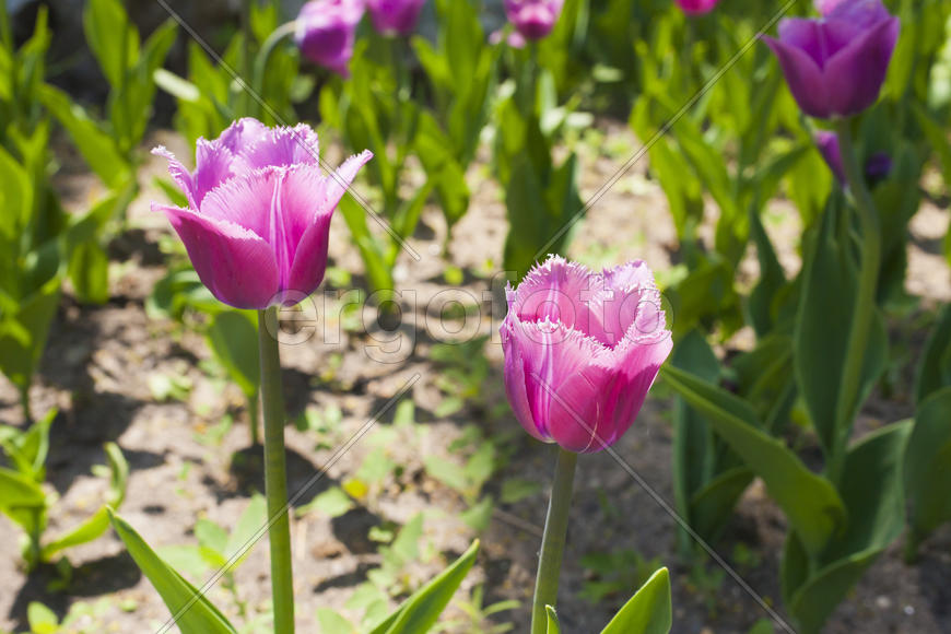 Beautiful spring flowers are pleasing to the eye beauty and tenderness
