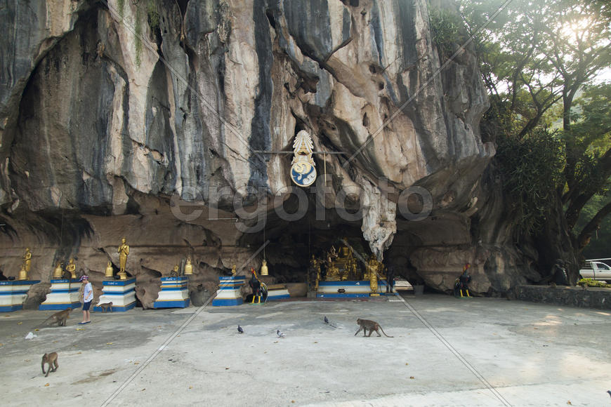 Monkeys in the Buddhist temple meet visitors and parishioners