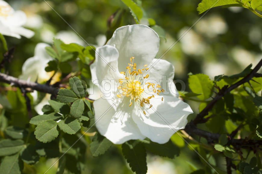 Beautiful spring flowers are pleasing to the eye beauty and tenderness