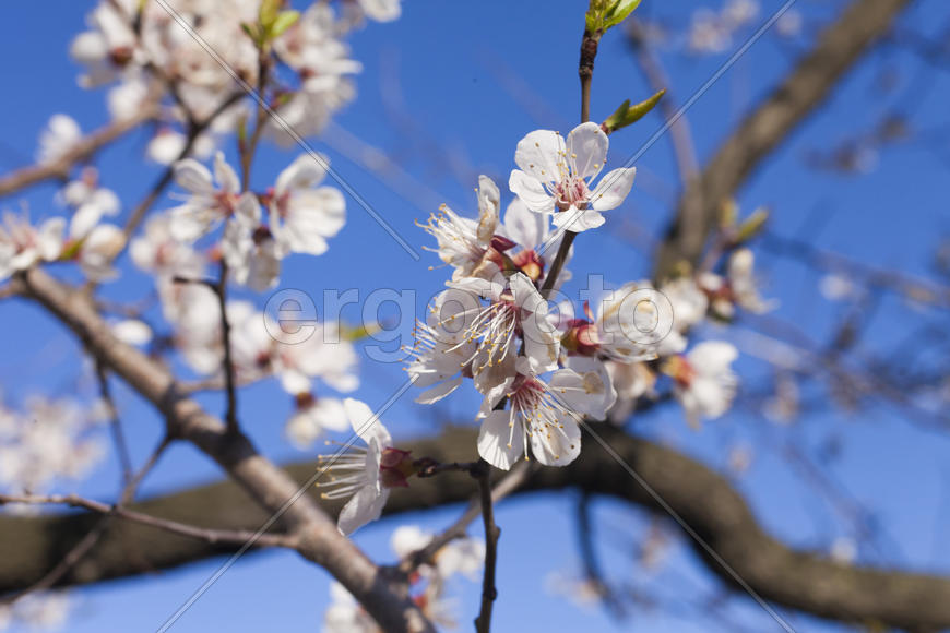 Beautiful spring flowers are pleasing to the eye beauty and tenderness