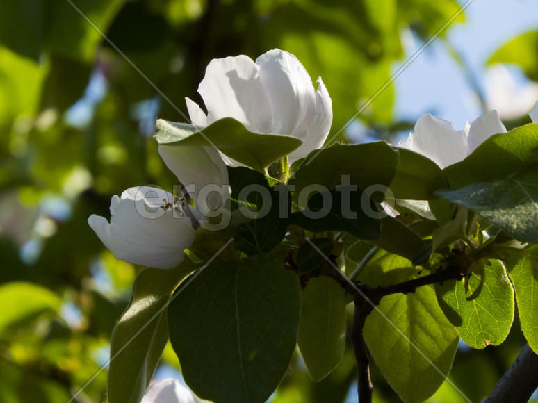 Spring flowers blossom on pleasure to people in the spring