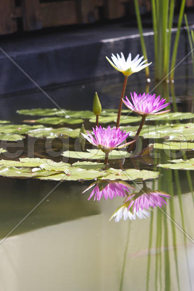 Water-lilies in a pond blossom in the different flowers on pleasure to people