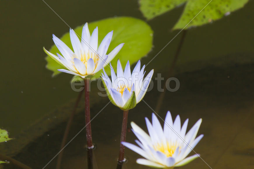 Water-lilies in a pond blossom in the different flowers on pleasure to people