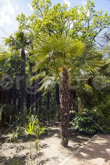 Palm trees and cypresses grow in the South and are pleasing to the eye beauty
