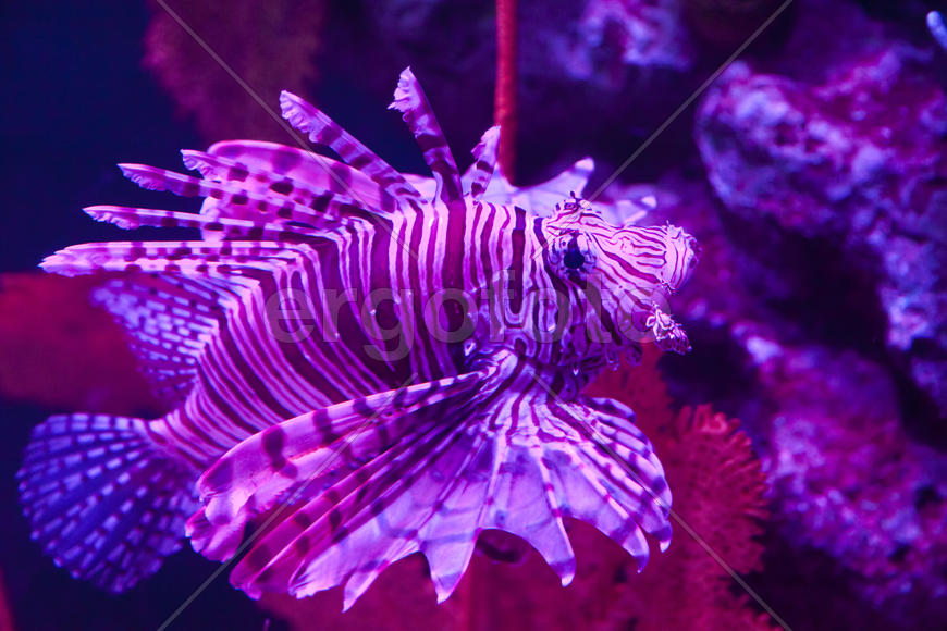 Fishes in an aquarium float in search of a forage