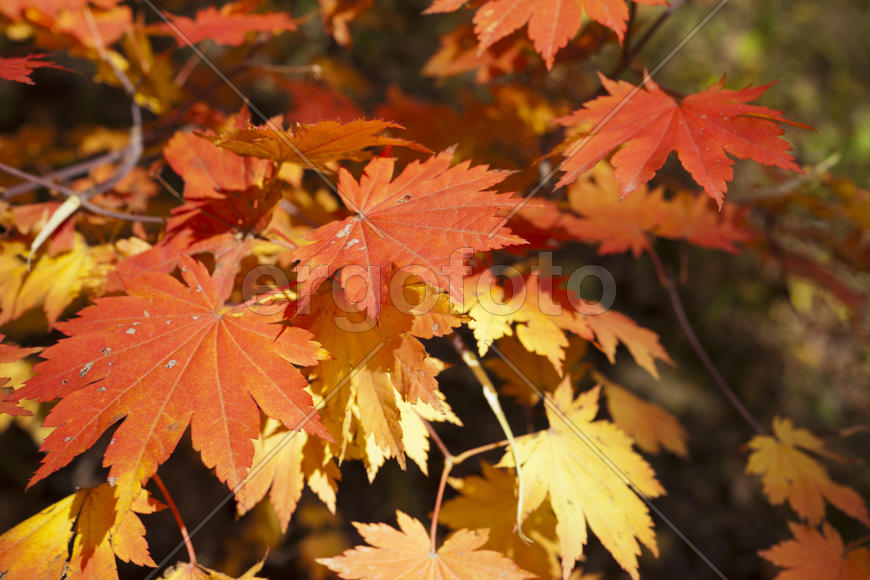 The autumn wood waiting for winter is pleasing to the eye rich paints