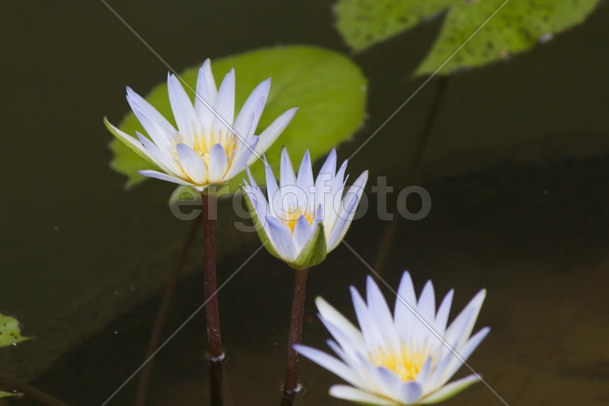 Water-lilies in a pond blossom in the different flowers on pleasure to people