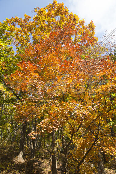 The autumn wood waiting for winter is pleasing to the eye rich paints