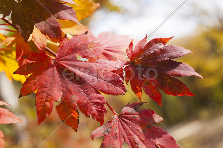 The autumn wood waiting for winter is pleasing to the eye rich paints